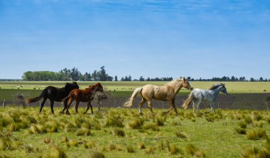 La Pampa ili, Patagonya, Arjantin 'de at sürüsü..