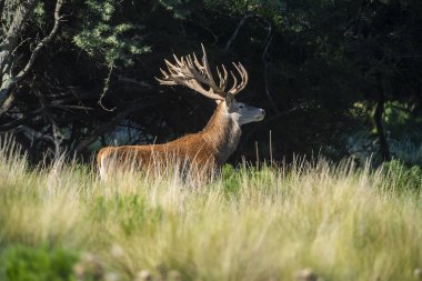Kızıl geyik, La Pampa 'da kükreyen erkek, Arjantin, Parque Luro, Doğa Koruma Alanı