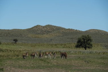 Pampas çimen ortamında Guanacos, La Pampa, Patagonya, Argen