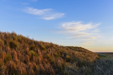 Pampas çim arazisi, La Pampa ili, Patagonya, Arjantin.