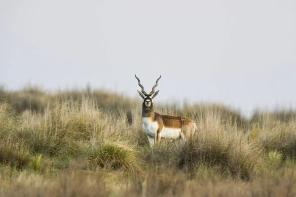 阿根廷La Pampa省Pampas平原环境中的男性Blackbuck Antelope — 图库照片