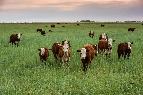 Countryside Landscape Cows Grazing Pampa Argentina — Stok fotoğraf