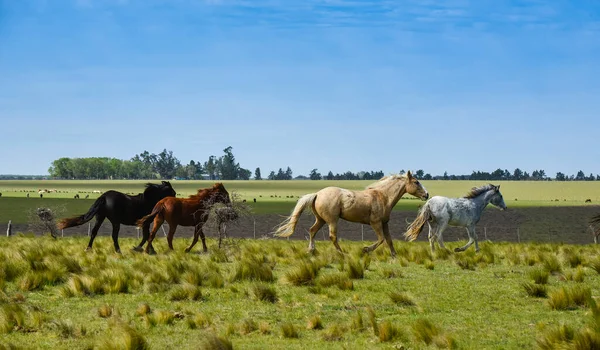 stock image Herd of horses in the coutryside, La Pampa province, Patagonia,  Argentina.