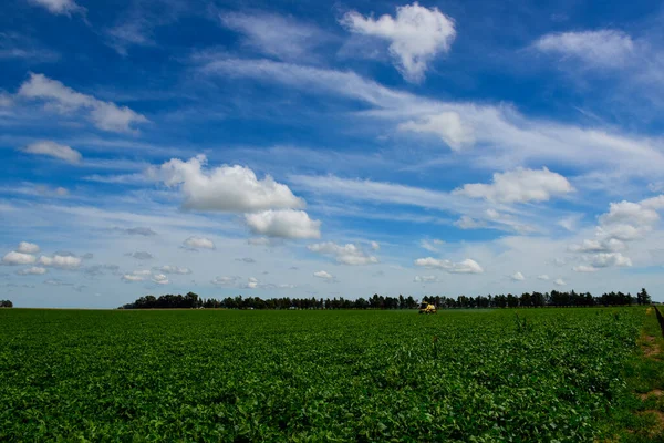 Soybean Crop Field Buenos Aires Province Countryside Argentina — Stock Photo, Image