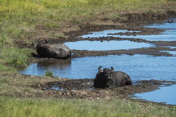 Water Buffalo Bubalus Bubalis Species Introduced Argentina Pampa Province Patagonia — Stock Photo, Image