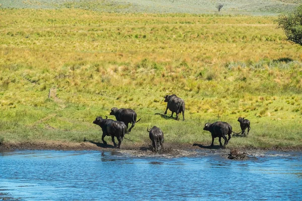 Water Buffalo Bubalus Bubalis Species Introduced Argentina Pampa Province Patagonia — Stock Photo, Image