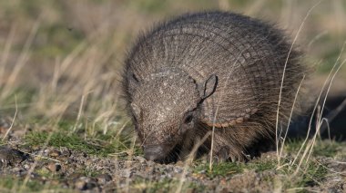 Kıllı Armadillo, çayırlık alanda, Yarımada Valdes, Patagonya, Arjantin