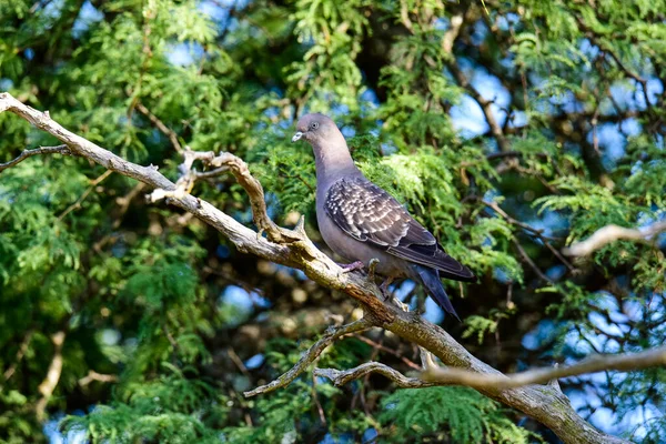 Spot Winged Pigeon Walking Ground Pampa Province Patagonia Argentina — стоковое фото