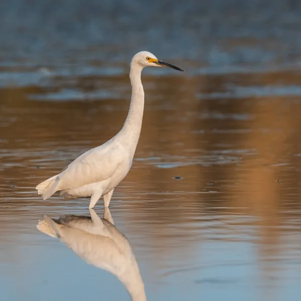 Snowy Egret Egretta Thula Perched Pampa Province Patagonia Argentina — Stock Photo, Image