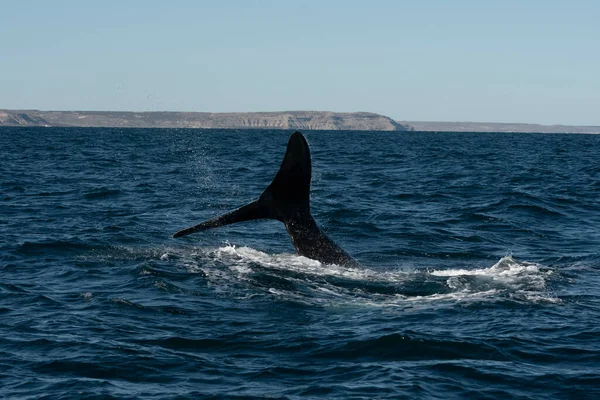Sohutern Правый Китовый Хвост Полуостров Вальдес Чубут Патагония Аргентина — стоковое фото