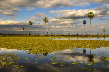 La Estrella Marsh 'taki Sunst Palms manzarası, Formosa, Arjantin.