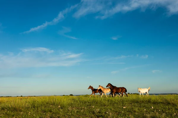 Pferde Der Argentinischen Landschaft Provinz Pampa Patagonien Argentinien — Stockfoto