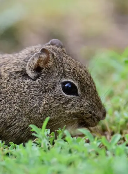 Desert Cavi, Lihue Calel Ulusal Parkı, La Pampa Eyaleti, Patagonya, Arjantin