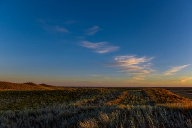 Pampas çim arazisi, La Pampa ili, Patagonya, Arjantin.