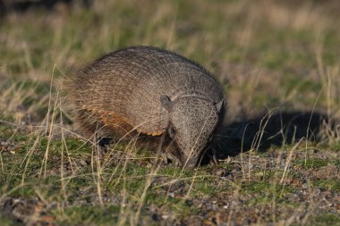 Kıllı Armadillo, çayırlık alanda, Yarımada Valdes, Patagonya, Arjantin