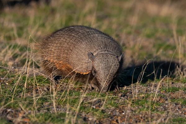 Kıllı Armadillo, çayırlık alanda, Yarımada Valdes, Patagonya, Arjantin