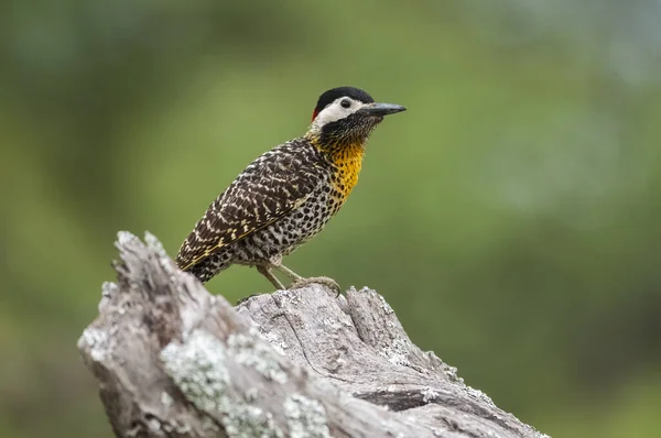stock image Green barred Woodpecker in forest environment,  La Pampa province, Patagonia, Argentina.