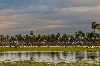 La Estrella Marsh 'taki Sunst Palms manzarası, Formosa, Arjantin.