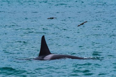 Katil Balina, Orca, deniz aslanı avlıyor, Yarımada Valdes, Patagonya Arjantin