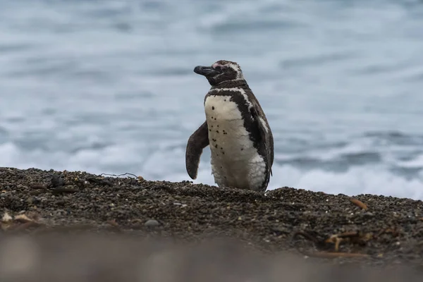 Magellanic Penguin Kolonie San Lorenzo Poloostrov Valdes Chubut Patagonia Argentina — Stock fotografie