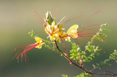 Patagonya 'da yabani çiçek, Caesalpinia gilliesii, La Pampa, Arjantin.