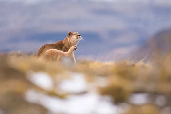 Cougar Torres Del Paine National Park Patagonia Chile — Stock Photo, Image