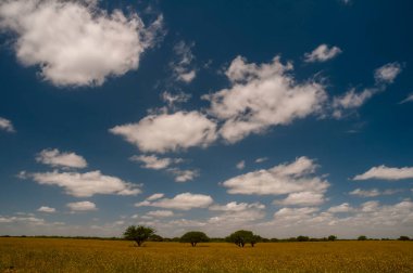 Pampas ağacı manzarası, La Pampa ili, Patagonya, Arjantin.
