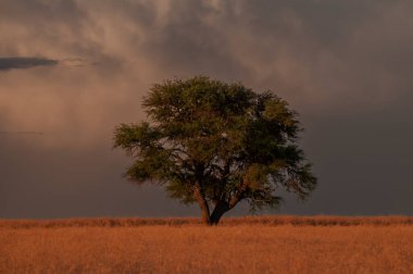 Pampas ağacı manzarası, La Pampa ili, Patagonya, Arjantin.