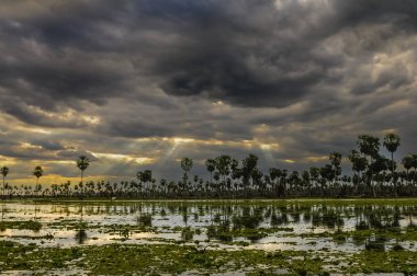 La Estrella Marsh 'taki Sunst Palms manzarası, Formosa, Arjantin.