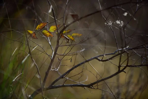 Осенние Листья Лесу Провинция Пампа Патагония Аргентина — стоковое фото