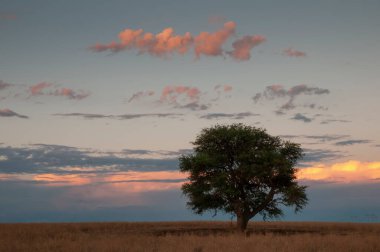 Pampas ağacı manzarası, La Pampa ili, Patagonya, Arjantin.