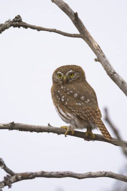 Ferruginous Pygme baykuşu, Glaucidium brasilianum, Calden Ormanı, La Pampa Eyaleti, Patagonya, Arjantin.