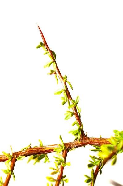 阿根廷巴塔哥尼亚Pampas森林的皮奎林 树叶和荆棘植物 — 图库照片