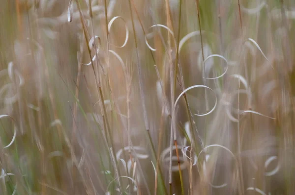 Травяная Текстура Абстрактные Узоры Исследуя Сущность Абстрактных Травянистых — стоковое фото