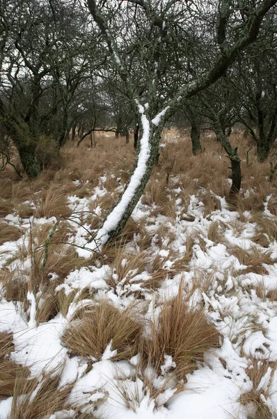 Snowy Krajobraz Środowisku Wiejskim Pampa Patagonia Argentyna — Zdjęcie stockowe