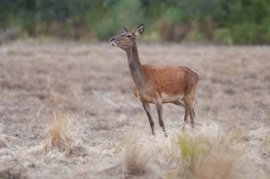 Calden Ormanı, La Pampa, Arjantin, Parque Luro, Doğa Koruma Alanı