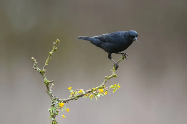 Cowbird Brilhante Ambiente Floresta Calden Província Pampa Patagônia Argentina — Fotografia de Stock