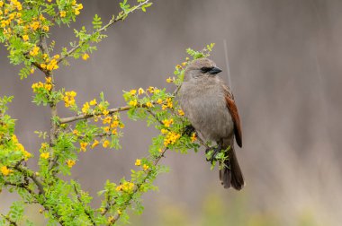 Calden Ormanı 'nda Bay winged Cowbird, La Pampa Eyaleti, Patagonya, Arjantin.