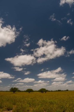 Pampas ağacı manzarası, La Pampa ili, Patagonya, Arjantin.