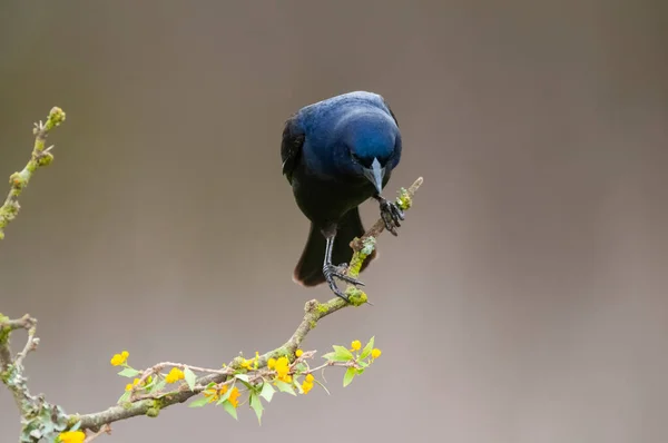 Cowbird Brilhante Ambiente Floresta Calden Província Pampa Patagônia Argentina — Fotografia de Stock
