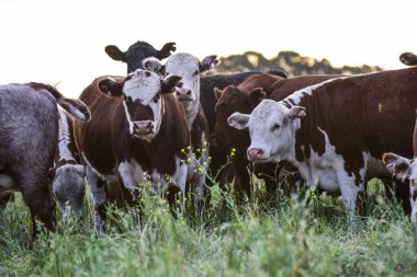 Pampas Kırsalında Sığırlar, Arjantin Et Üretimi, La Pampa, Arjantin.