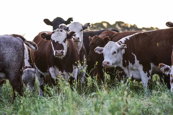 Pampas Countryside的牛 阿根廷La Pampa肉类生产 — 图库照片
