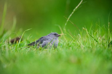 Tesisatçı Sierra Finch, Quebrada del Condorito Ulusal Parkı, Cordoba Eyaleti, Arjantin