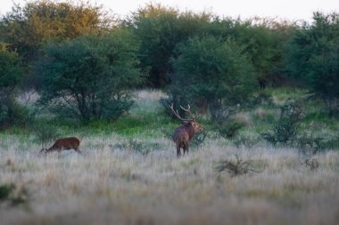 La Pampa 'da kızıl geyik, Arjantin, Parque Luro, Doğa Koruma Alanı