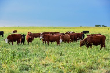 Pampas Kırsalında Sığırlar, Arjantin Et Üretimi, La Pampa, Arjantin.