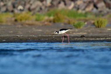 Güney Stilt, Himantopus melanurus uçuyor, La Pampa Eyaleti, Patagonya, Arjantin