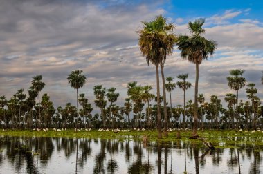 La Estrella Marsh 'taki Sunst Palms manzarası, Formosa, Arjantin.