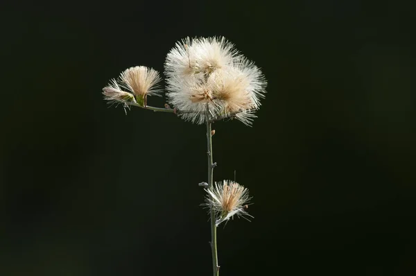 Dzikie Kwiaty Półpustynnym Środowisku Las Calden Pampa Argentyna — Zdjęcie stockowe