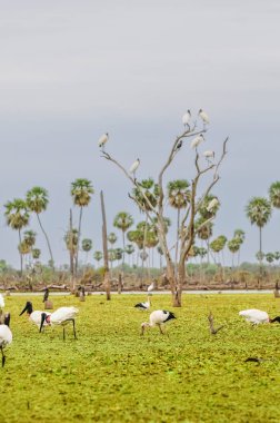 Jabiru Stork, sulak arazide, La Estrella Marsh, Formosa Eyaleti, Arjantin.