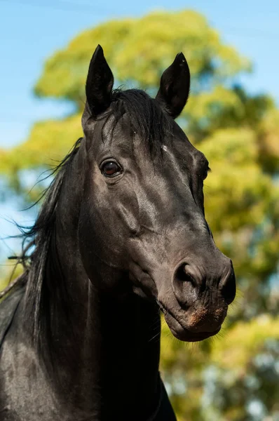 Zwart Fokpaard Portret Provincie Pampa Patagonië Argentinië — Stockfoto